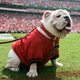 Illustration for article titled PETA Asks School To Replace Mascot • Lawyer Denounces Knox As She-Devil